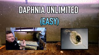 How I Raise Daphnia Water Fleas And You Can Too [upl. by Yrrap]