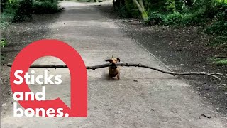 Tiny dachshund loves BIG STICKS  SWNS [upl. by Nylavad]