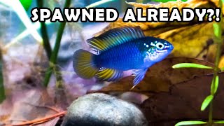 A Hardy Alternative to German Blue Rams Apistogramma BorelliiDwarf Cichlid [upl. by Koslo]