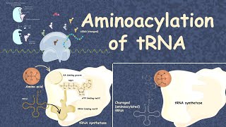 Aminoacylation of tRNA translation 101 [upl. by Simona343]