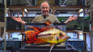 How to Breed Apistogramma Cichlids [upl. by Inhoj]