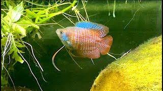 Dwarf Gourami Breeding Setup [upl. by Alracal854]