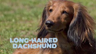 LongHaired Dachshund Dog Breed [upl. by Hackett]