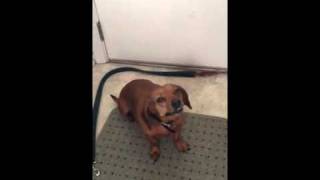 Reverse Sneezing in a Dachshund [upl. by Tedie]