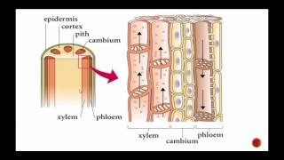 Plant Structure Including Xylem and Phloem [upl. by Lobel853]