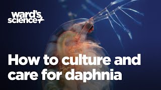 Caring and Culturing for Daphnia [upl. by Noach594]