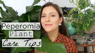 Peperomia Plant Care Tips amp Tricks  Peperomia Houseplant Care [upl. by Ninetta]