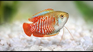 Dwarf Gourami Aquarium Fish Profile [upl. by Heiner835]