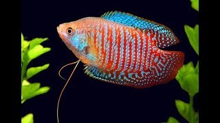 Everything About Dwarf Gourami [upl. by Ahsuat]