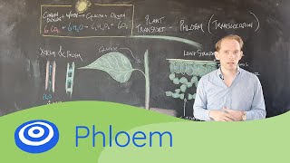 Translocation Phloem  GCSE science Biology 91 [upl. by Vance643]