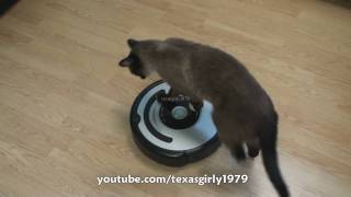 Cat shows HOW TO use iRobot Roomba Vacuum [upl. by Boris]