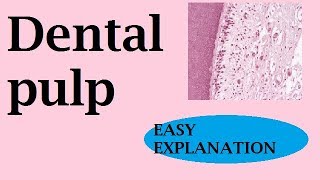 Dental Pulp [upl. by Whelan]