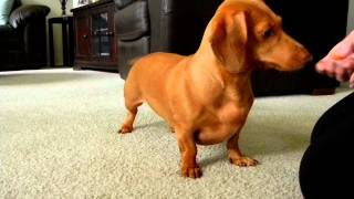 Mini Dachshund Tricks  Gracie the Dachshund [upl. by Anitsirhc122]