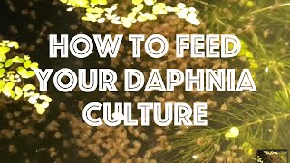 How To Feed Your Daphnia Culture [upl. by Derman]