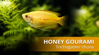 Species Spotlight  Honey Gourami [upl. by Nairde]