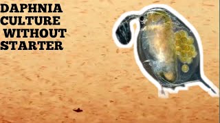 HOW TO CULTURE DAPHNIA NATURALLY WITHOUT A STARTER [upl. by Gail199]