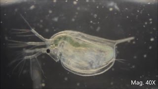 Daphnia magna under the Microscope [upl. by Ardiek]