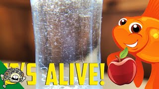 How to culture Vinegar Eels The EASY Way Live Fish Food [upl. by Nagiam]