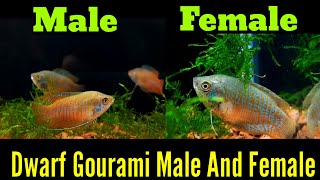 Dwarf Gourami Fish Male Female Difference [upl. by Kjersti304]