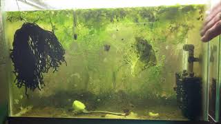 Scuds Daphnia Cherry Shrimp Copepods My aquatic food culture [upl. by Alo]