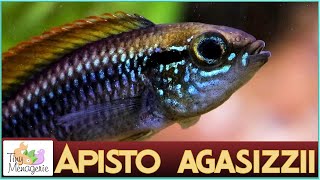 All About Apistogramma Agassizii  The Charming Dwarf Cichlid [upl. by Ysnap452]