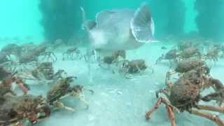 Stingrays feeding on Spider Crabs [upl. by Gilberte797]