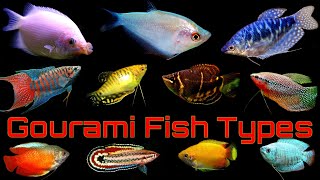 Top 14 Popular Gourami Fish Types [upl. by Aldus]