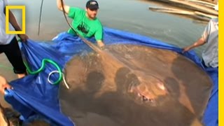 Giant Freshwater Stingray  National Geographic [upl. by Artemisia]