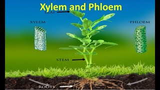 Xylem and Phloem [upl. by Kudva]