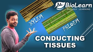 CONDUCTING TISSUES in Plants  XYLEM amp PHLOEM  ICSE Class 9 Biology  BioLearn [upl. by Doelling690]