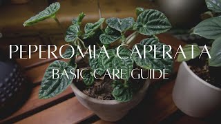 PEPEROMIA CAPERATA  The basic care guide [upl. by Salim493]