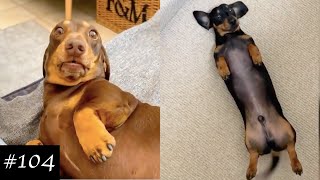 Dachshund Compilation  Funny And Cute Videos [upl. by Irrej557]