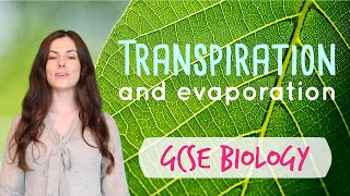 TRANSPIRATION GCSE Biology 91  Combined Sci Revision amp Questions [upl. by Keyte152]