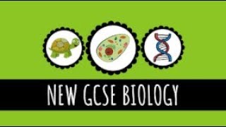 Evaporation and Transpiration  91 GCSE Biology [upl. by Egrog186]