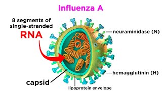 Influenza The Flu [upl. by Myk]