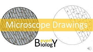 Proper Microscope Drawings and Observations [upl. by Kerwinn397]