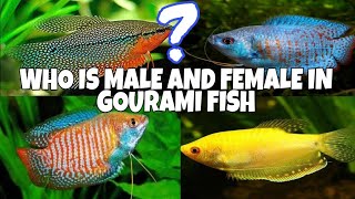 Gourami Fish Male And Female Deffrences [upl. by Edi]