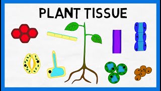 Plant Tissue [upl. by Haridan]