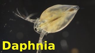 Daphnia [upl. by Corsetti16]