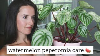 Watermelon Peperomia Care Tips  Easy Care Houseplant [upl. by Akeinahs]