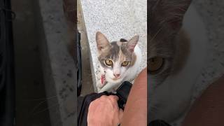 Тайские котики любят мой электро байк ☺️ thailand phuket travel sea cat beach vibes [upl. by Gaige589]