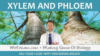 Transport in plants  Xylem and Phloem  GCSE Biology 91 [upl. by Eehsar320]