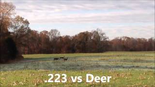 223 vs Deer [upl. by Tnomyar678]