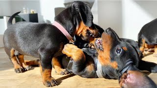 6 playing dachshund puppies [upl. by Rayshell257]