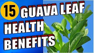 15 Health Benefits Of Guava Leaves That You Should Know [upl. by Akins862]