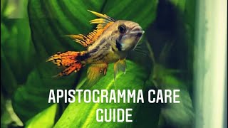 Apistogramma Care Guide  Apistogramma Cacatuoides Cockatoo Dwarf Cichlid [upl. by Johann]