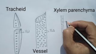 Xylem cells [upl. by Tesler]