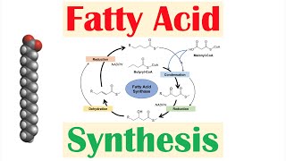 Fatty Acid Synthesis Pathway Overview Enzymes and Regulation [upl. by Ob]