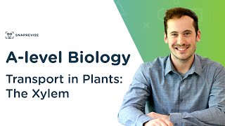 Transport in Plants The Xylem  Alevel Biology  OCR AQA Edexcel [upl. by Bautista]