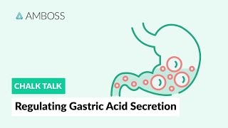 Regulating Gastric Acid Secretion Acetylcholine Gastrin and Histamine [upl. by Ynnavoeg]